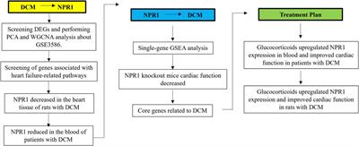 Investigating the role of NPR1 in dilated cardiomyopathy and its potential as a therapeutic target for glucocorticoid therapy